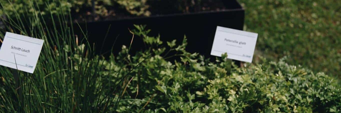 Bild des Lanserhof Garten mit Kraeutern