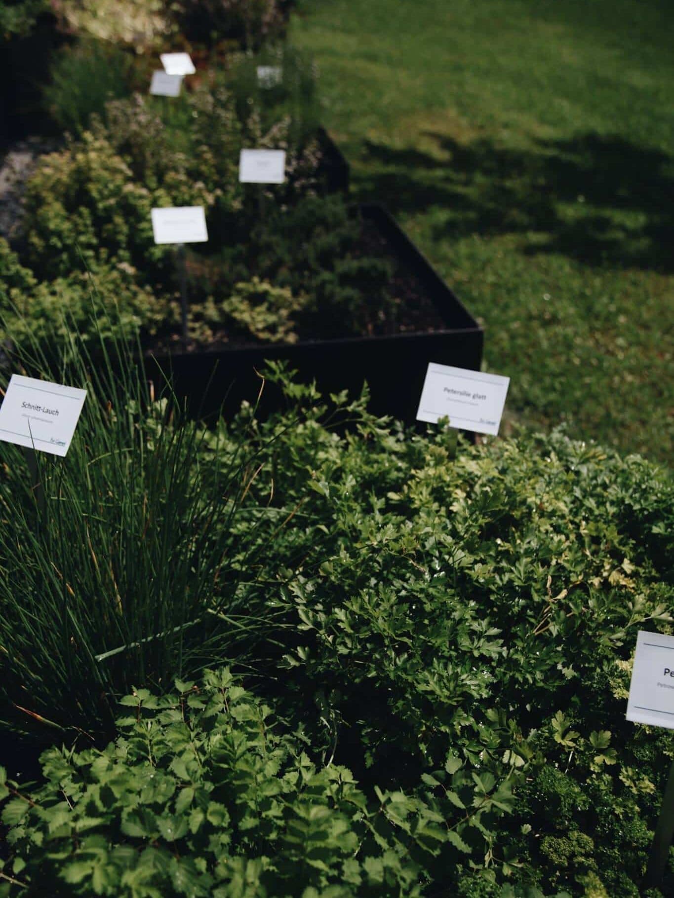 Bild des Lanserhof Garten mit Kraeutern