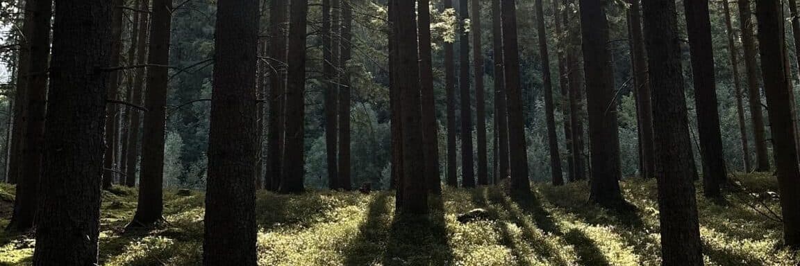 Bild eines Waldes mit Sonnenstrahlen